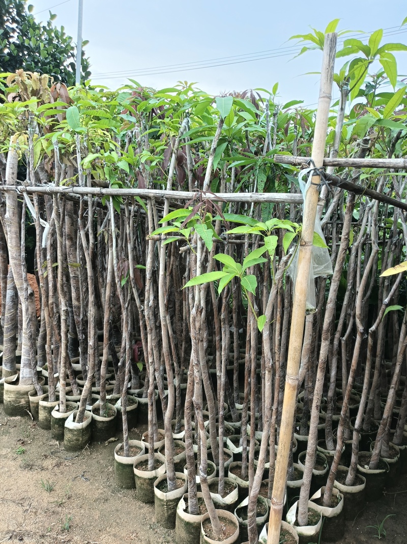 金煌芒果苗
