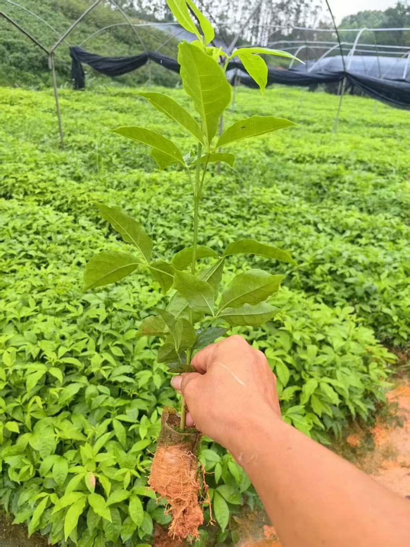 广西三叉苦苗，成活好，根须发达杯苗，20公分到40公分，