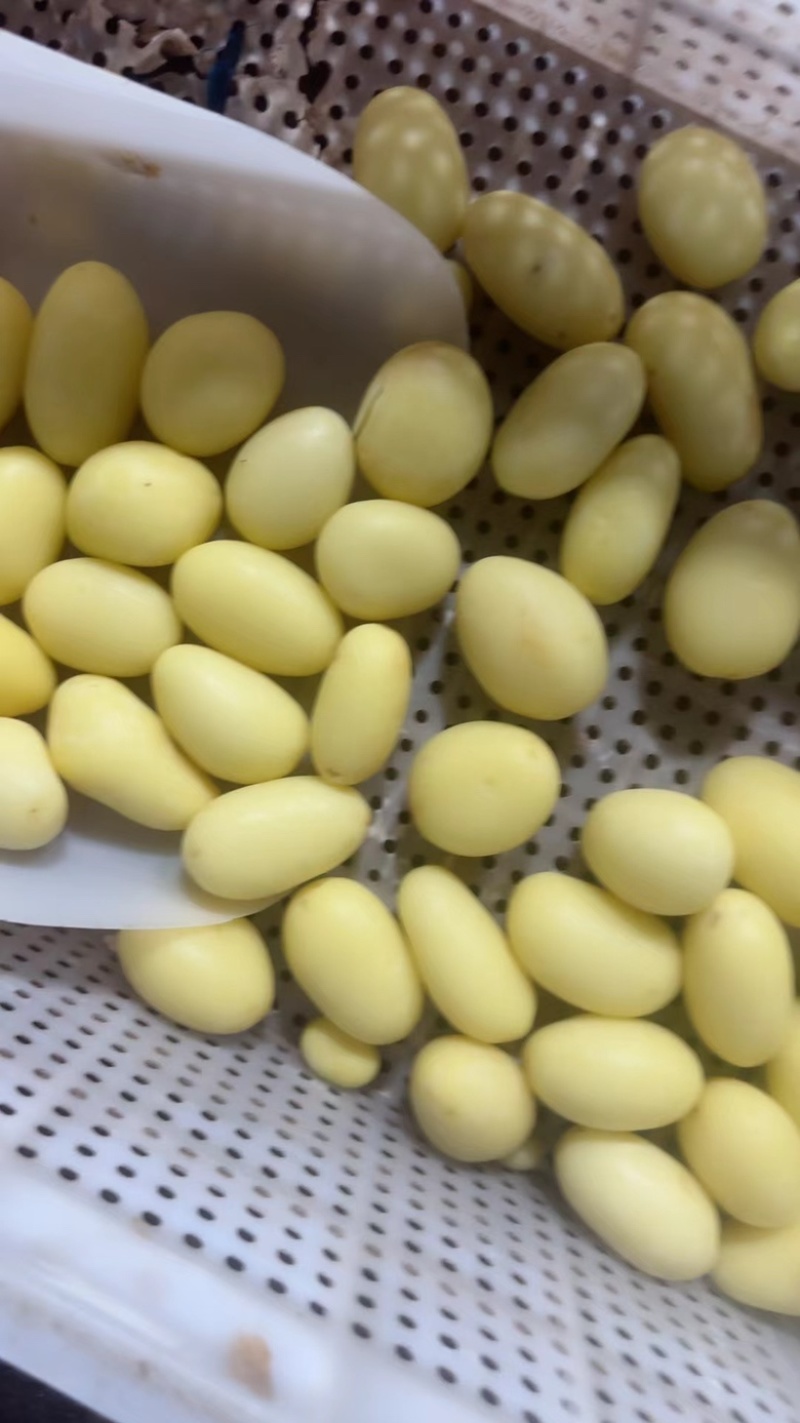 迷你小土豆河南黄心土豆油炸迷你小土豆常年供应