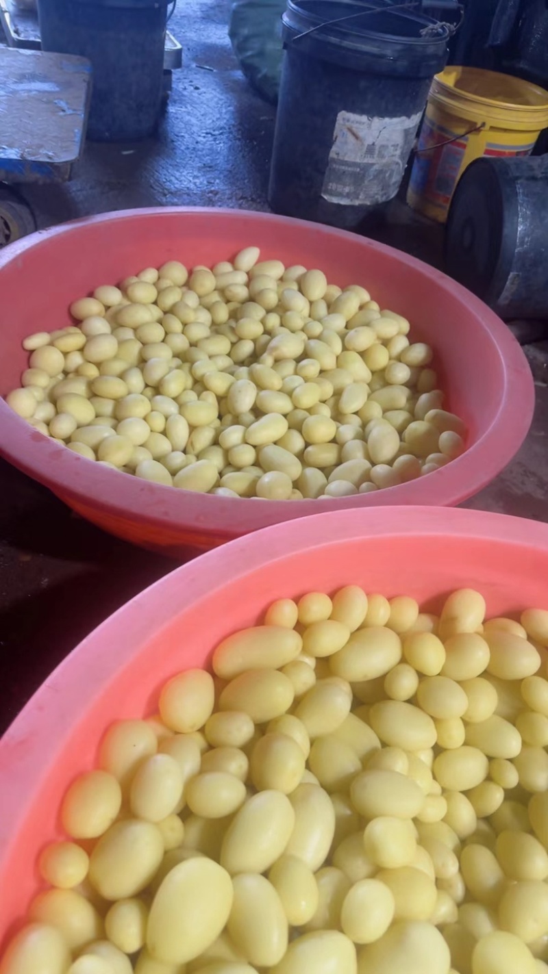 迷你小土豆河南黄心土豆油炸迷你小土豆常年供应