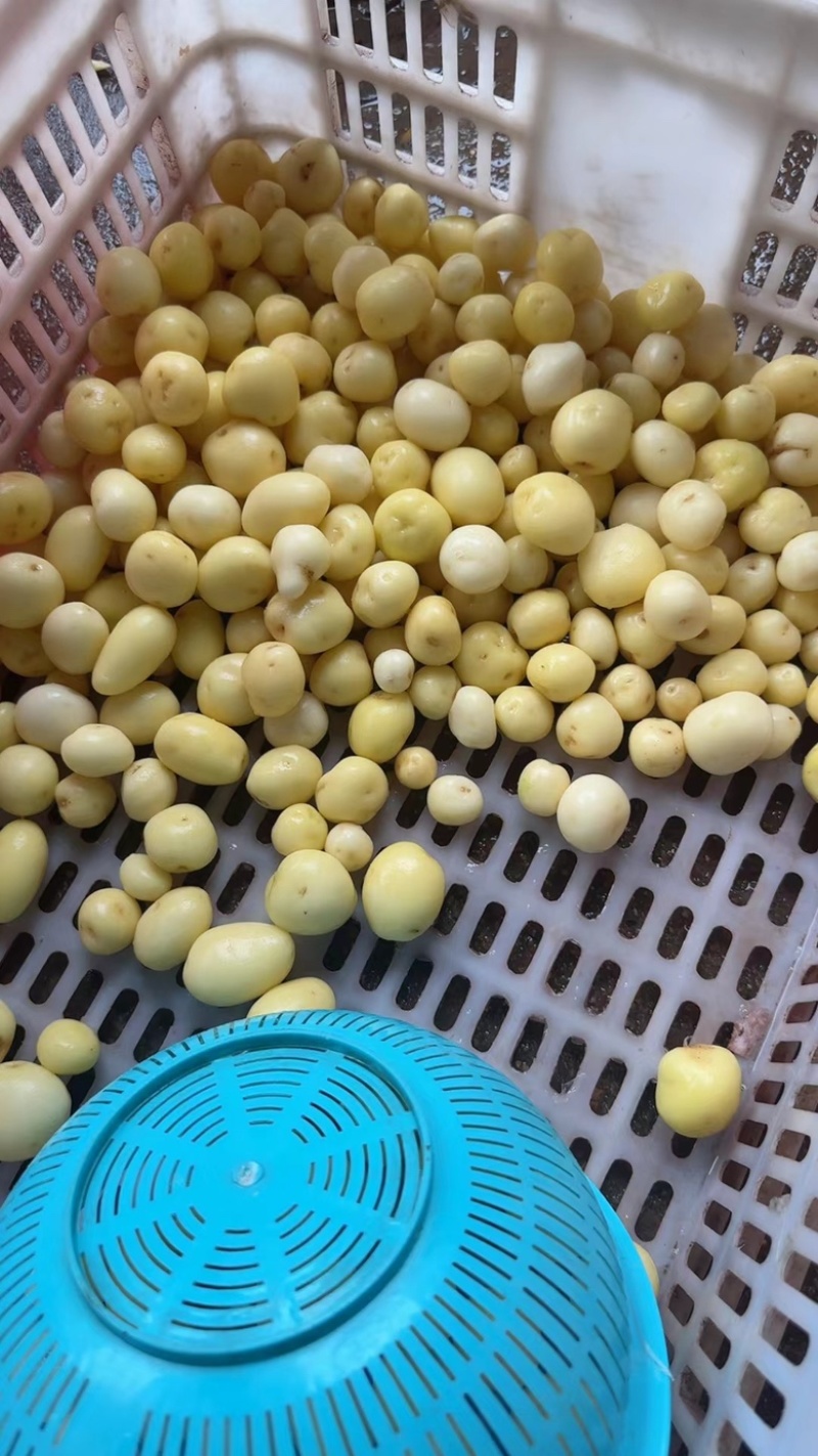 迷你小土豆河南黄心土豆油炸迷你小土豆常年供应