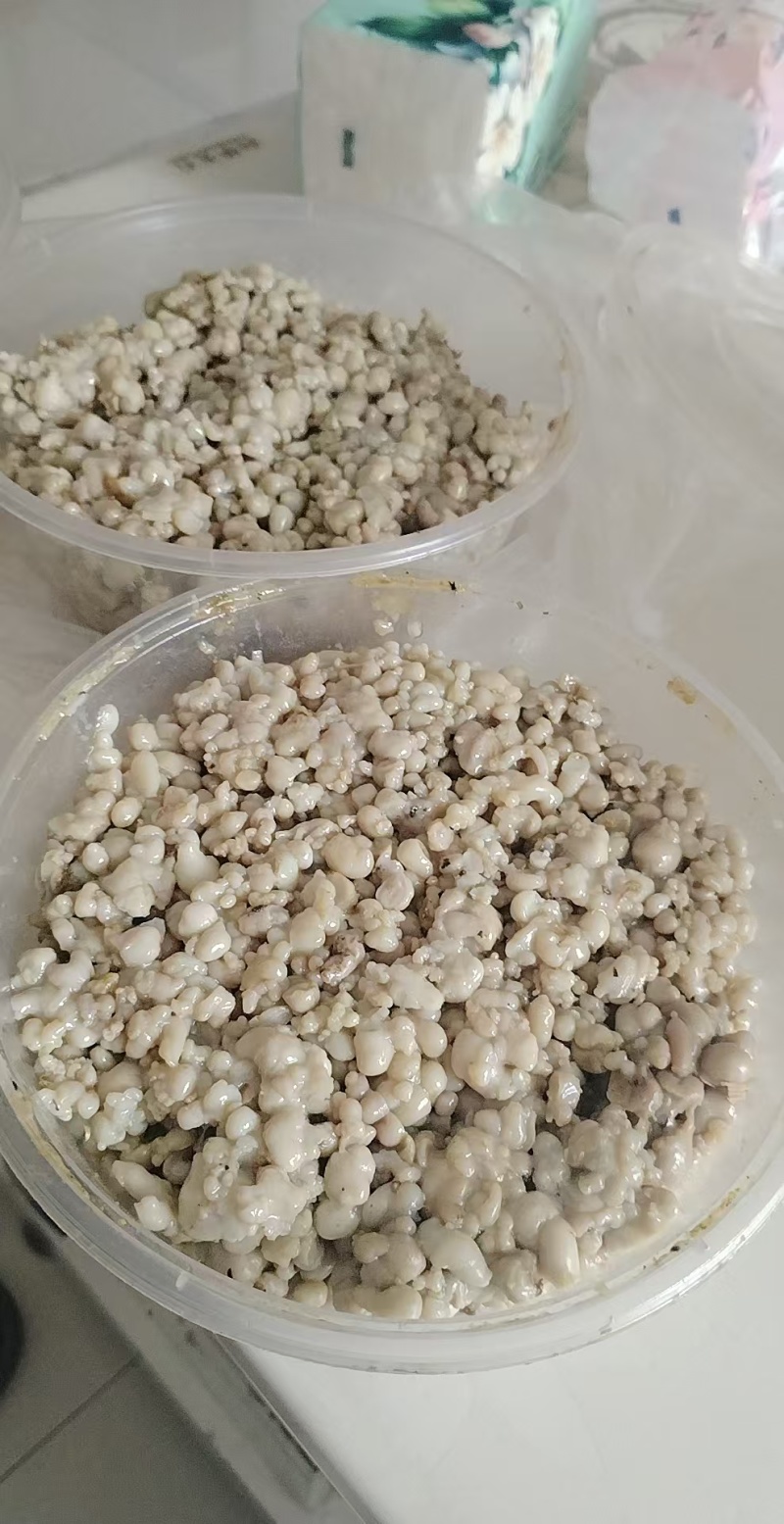 新疆阿魏