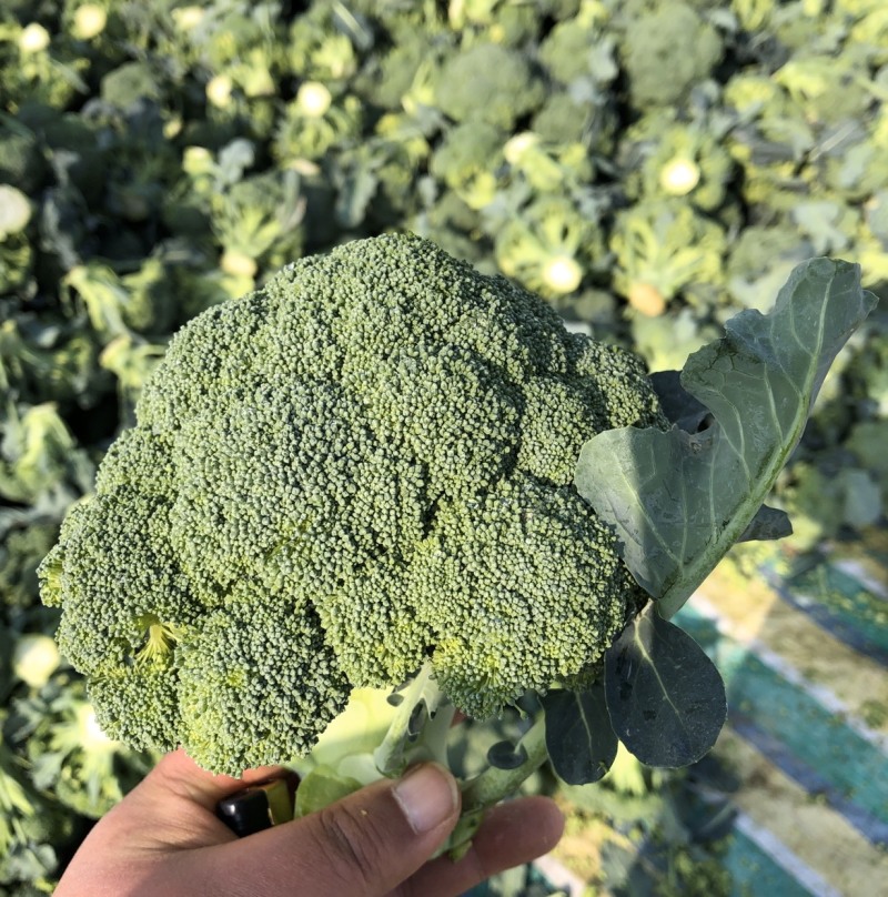 绿美80天西兰花种子青花菜花椰菜耐寒大棚盆栽四季播