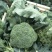 绿美80天西兰花种子青花菜花椰菜耐寒大棚盆栽四季播