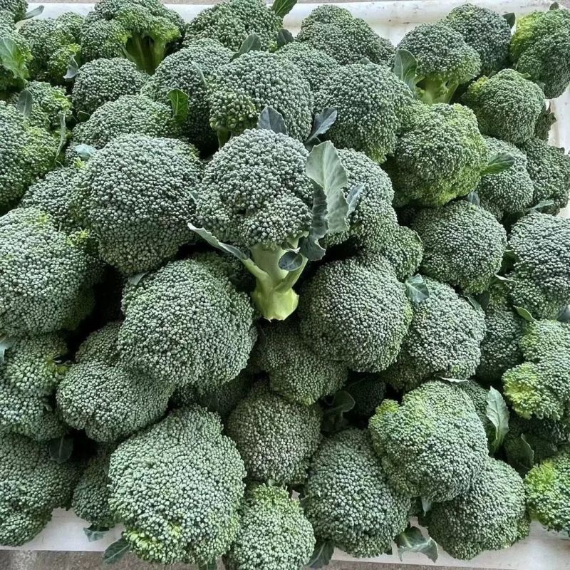 绿美80天西兰花种子青花菜花椰菜耐寒大棚盆栽四季播