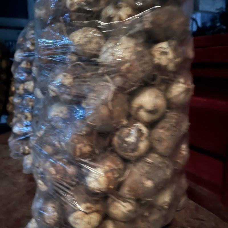 精品白牙芋基本无泥无根偏黄皮