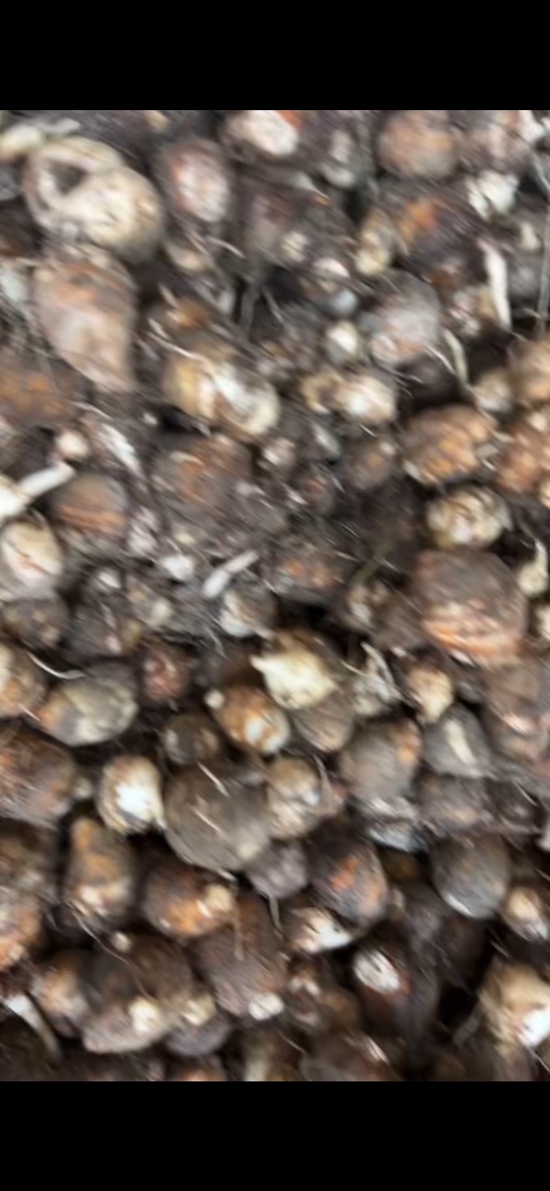 精品白牙芋基本无泥无根偏黄皮