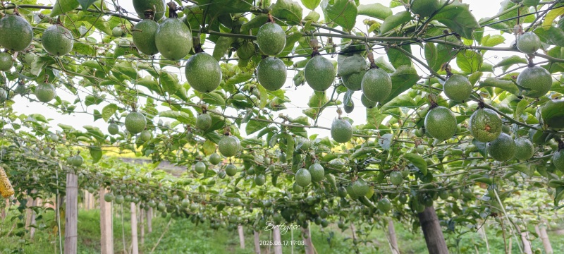 云南高山黄金百香果钦蜜九号基地直发