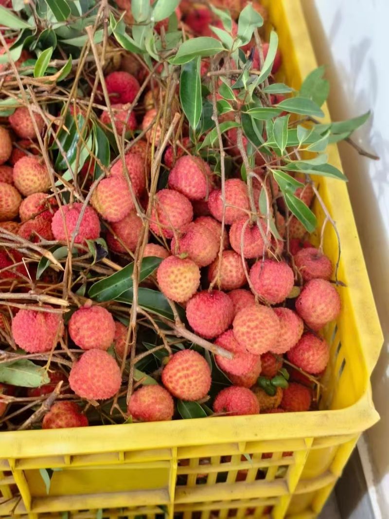 桂味