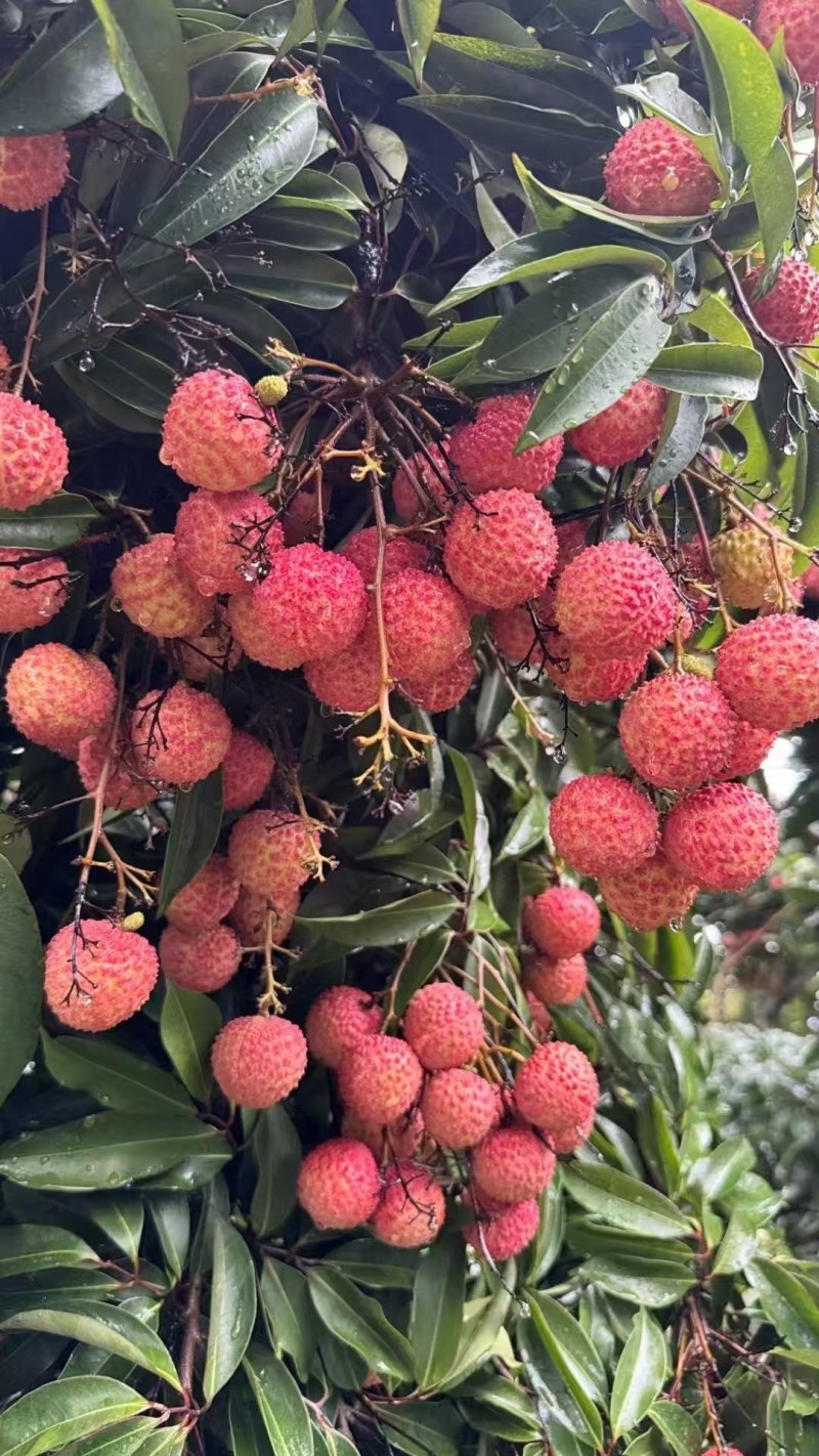 桂味