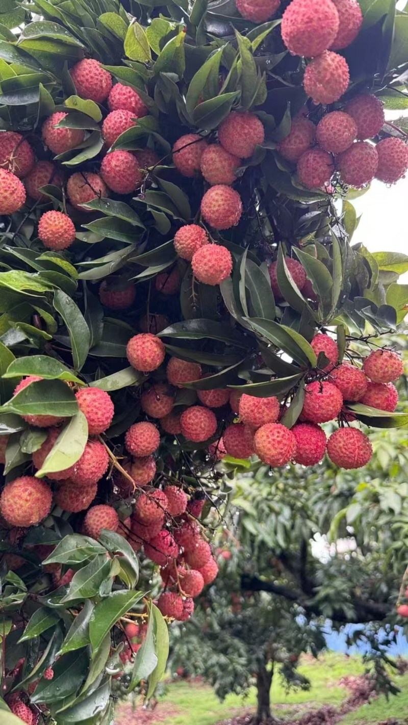 桂味