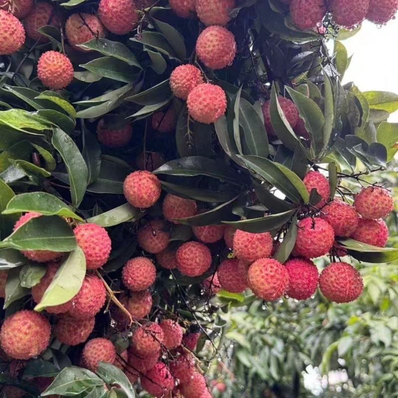桂味