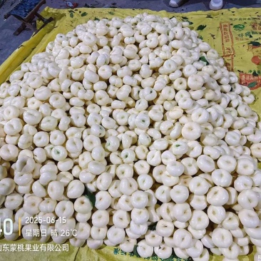 山东露天套袋黄油，毛蟠桃，黄油蟠，奶油蟠桃，大量有货