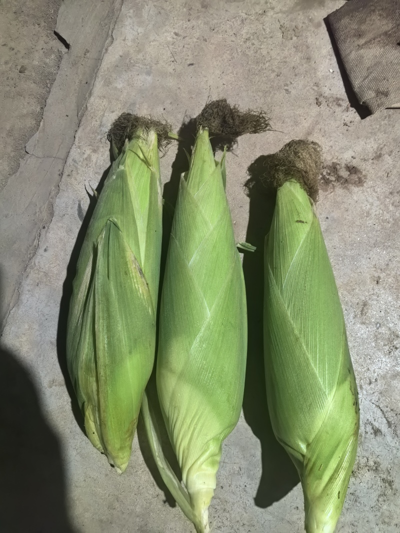 甜糥玉米