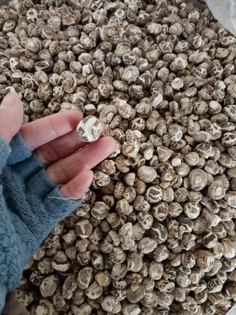 随州香菇花菇干货菇丁珍珠菇金钱菇，餐饮商用展会代卖