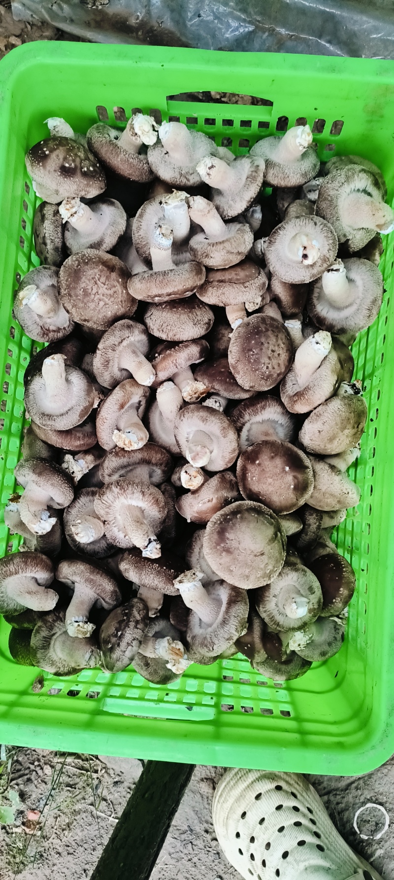 鲜香菇