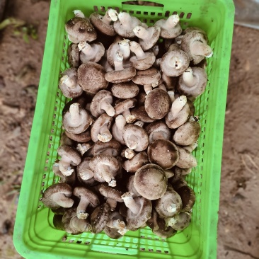 鲜香菇