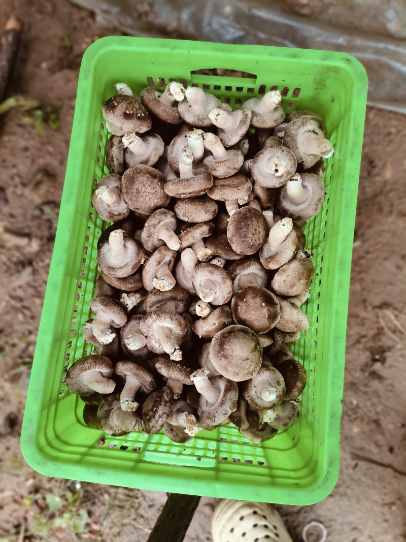 鲜香菇