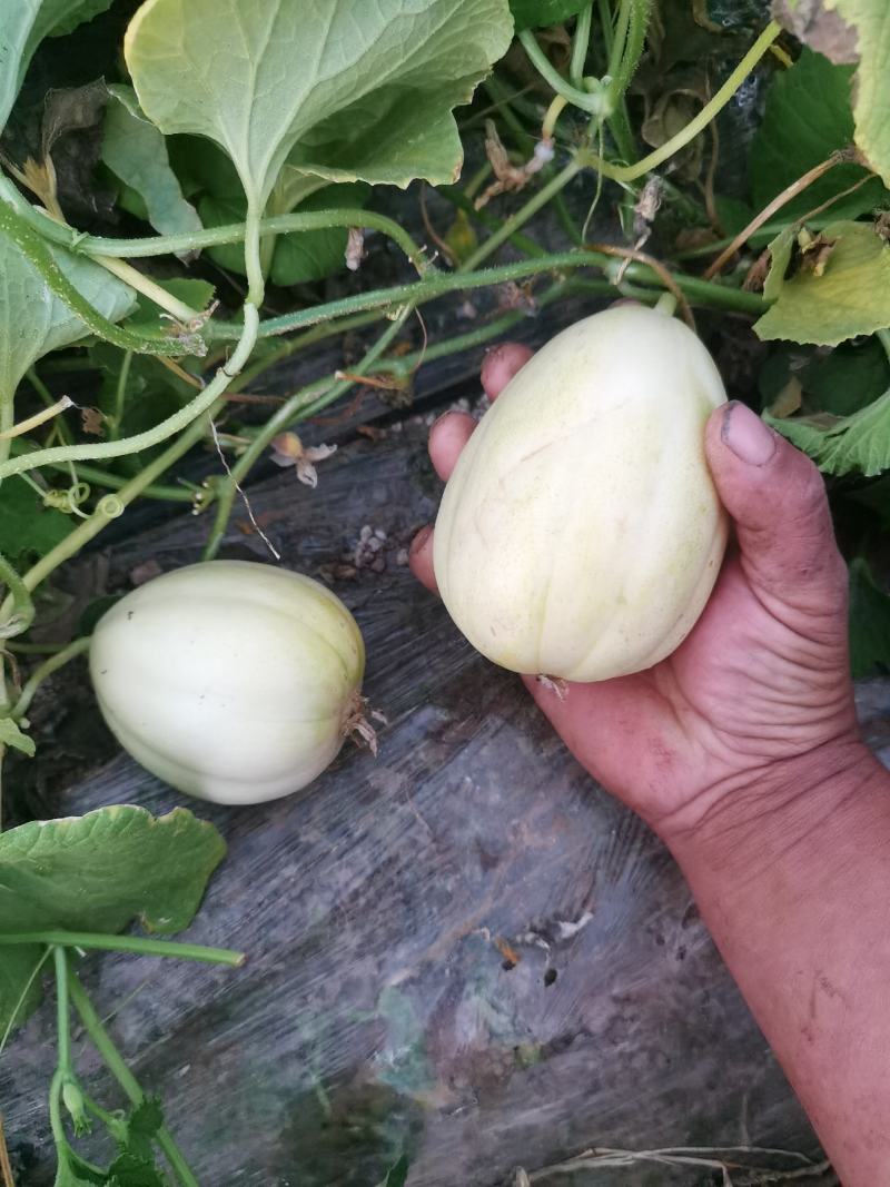 香瓜甜瓜