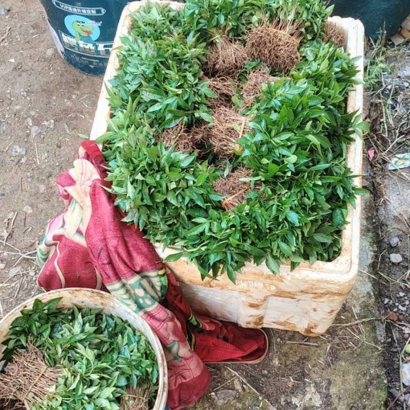 青花椒芽苗