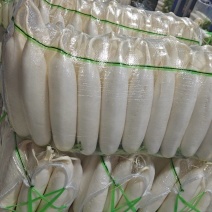 四川精品白萝卜大量供应，主营各种规格的白萝卜，提供各种包