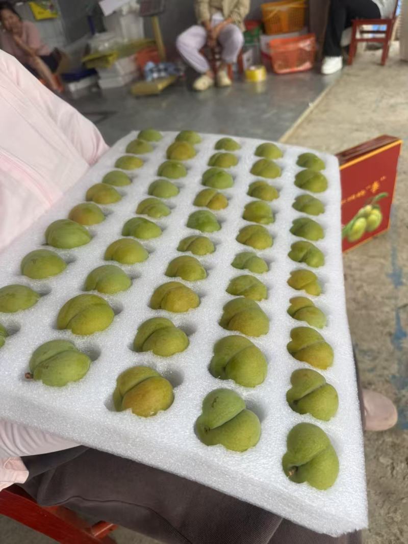 贵州六马蜂糖李