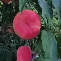 蟠桃**，商超抢手货