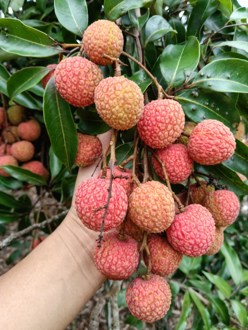 广东阳西上洋玉何包荔枝
