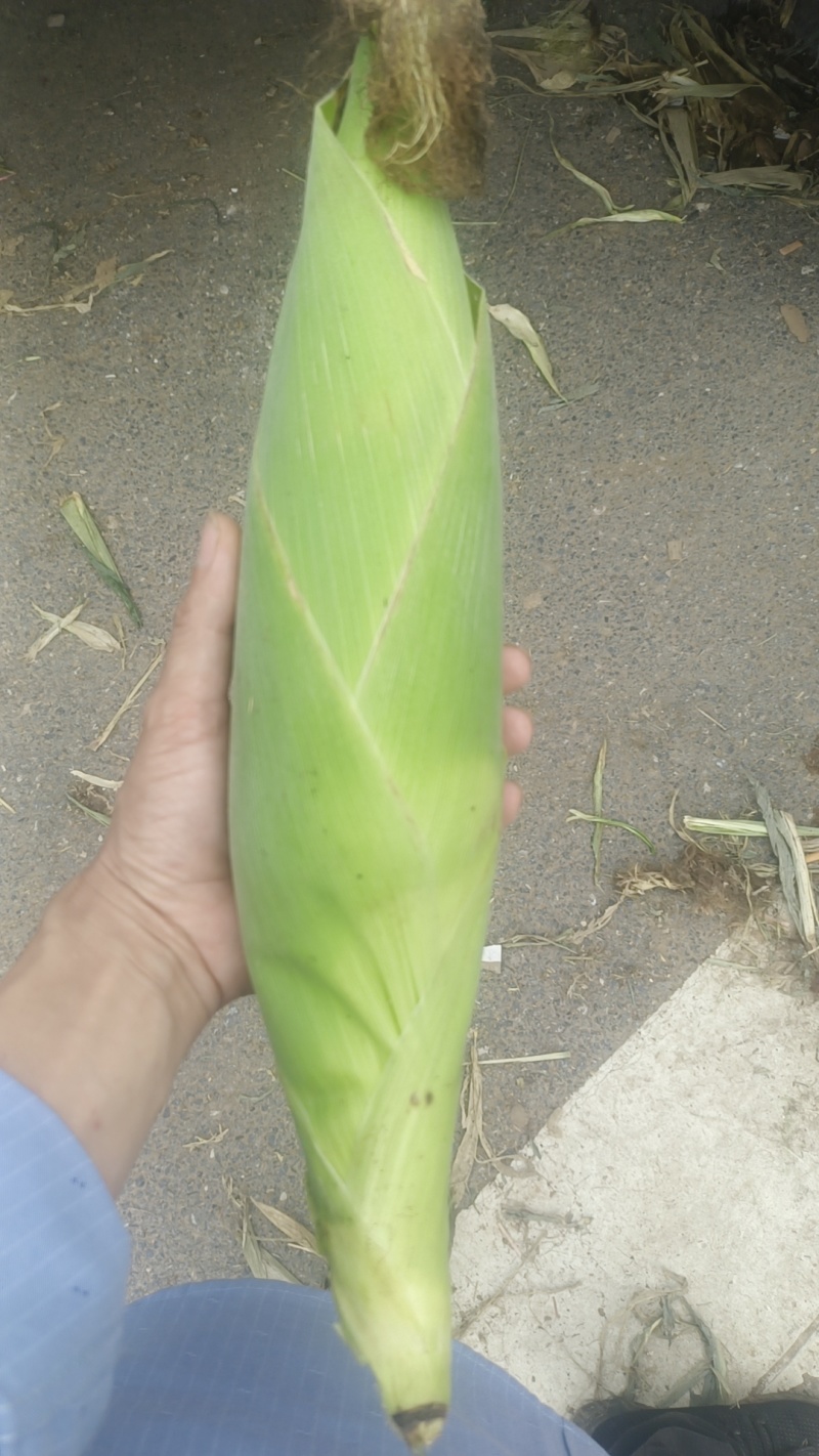 玉米.水果玉米.包谷