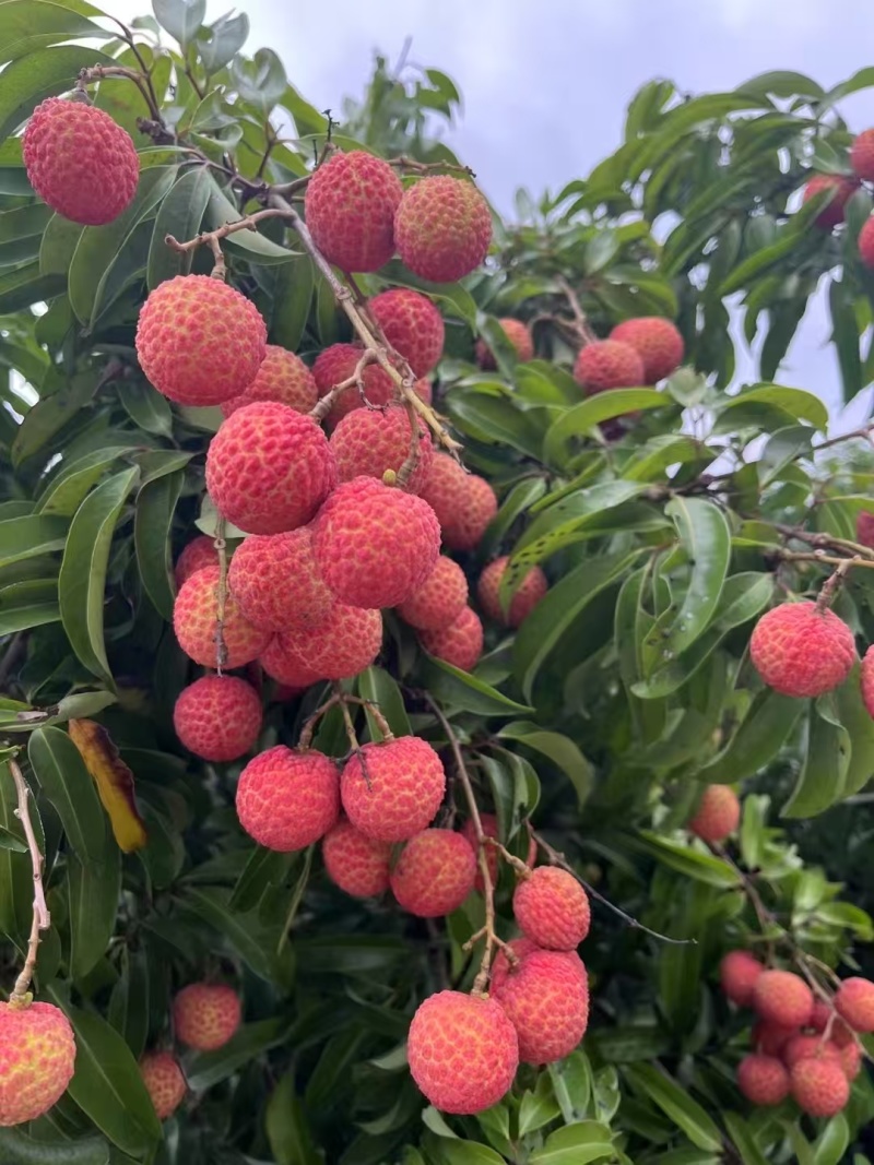 广东阳西上洋玉何包荔枝