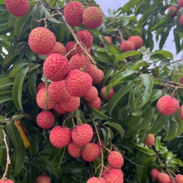 广东阳西上洋玉何包荔枝