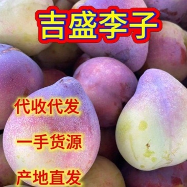 山东吉盛李子干碗李子脆甜爽口离核7月下旬上市欢迎对接