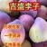 山东吉盛李子干碗李子脆甜爽口离核7月下旬上市欢迎对接