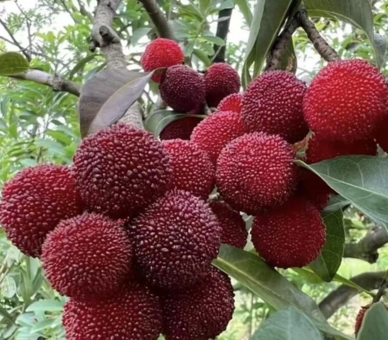 东魁杨梅。