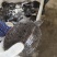 包活半斤到一斤鲜活甲鱼苗成活率高爱心放养稻田套养