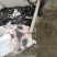 包活半斤到一斤鲜活甲鱼苗成活率高爱心放养稻田套养