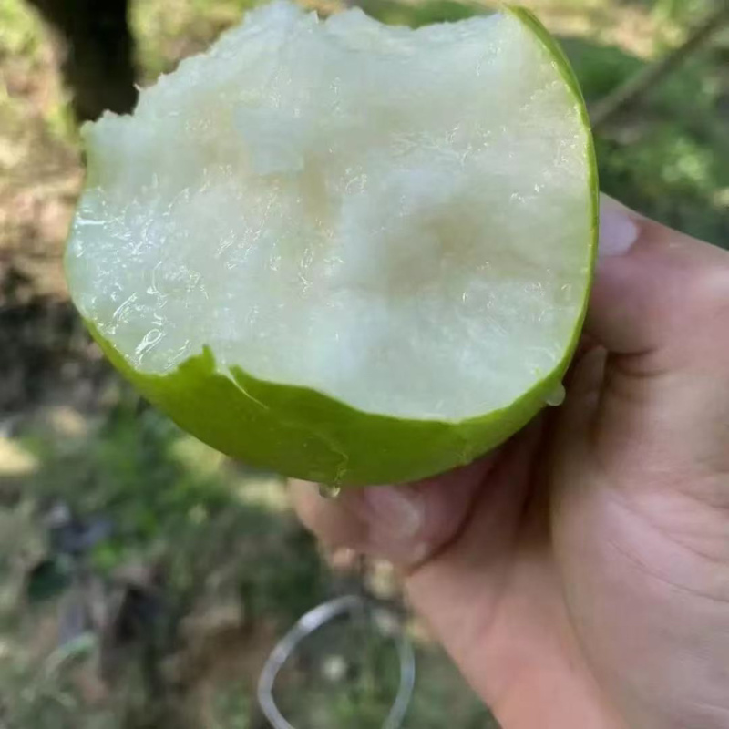 酥翠一号青梨蜜梨上市了