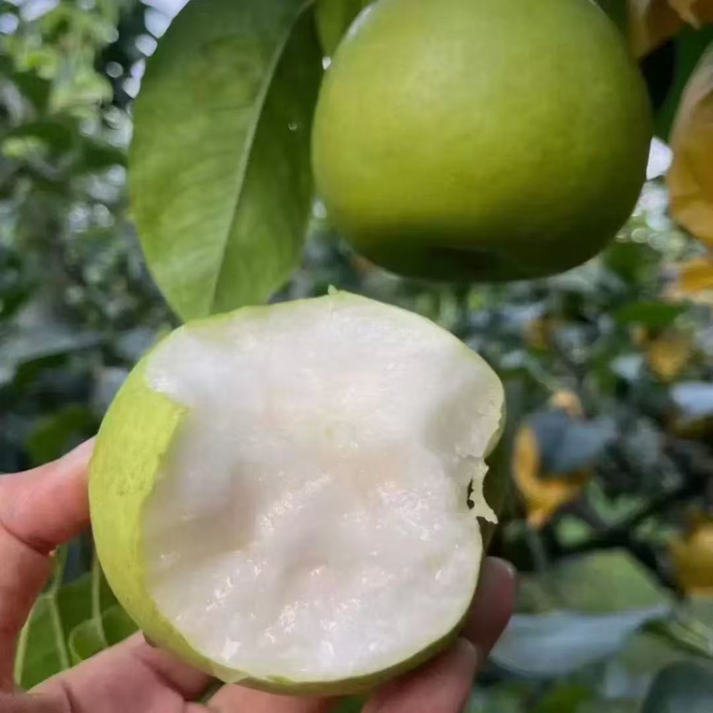 酥翠一号青梨蜜梨上市了