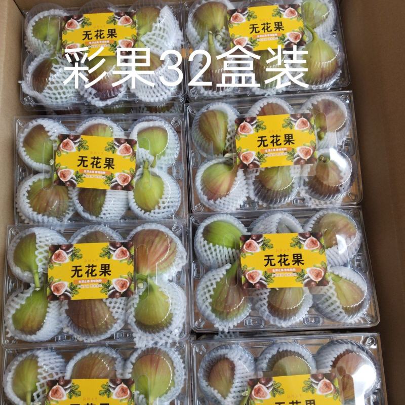 云南东川正季无花果