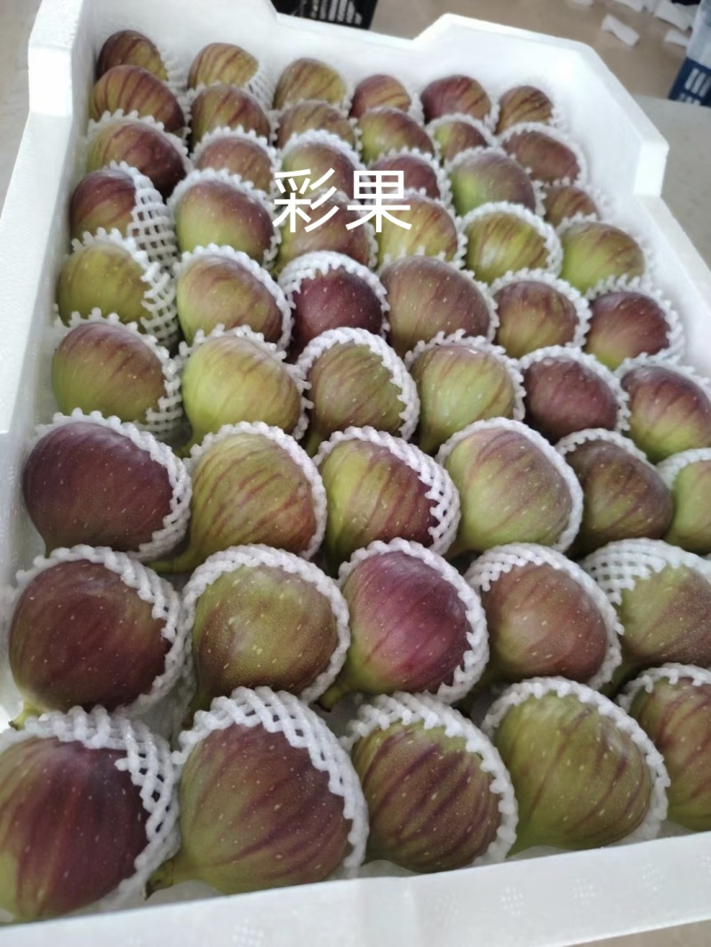 云南东川正季无花果