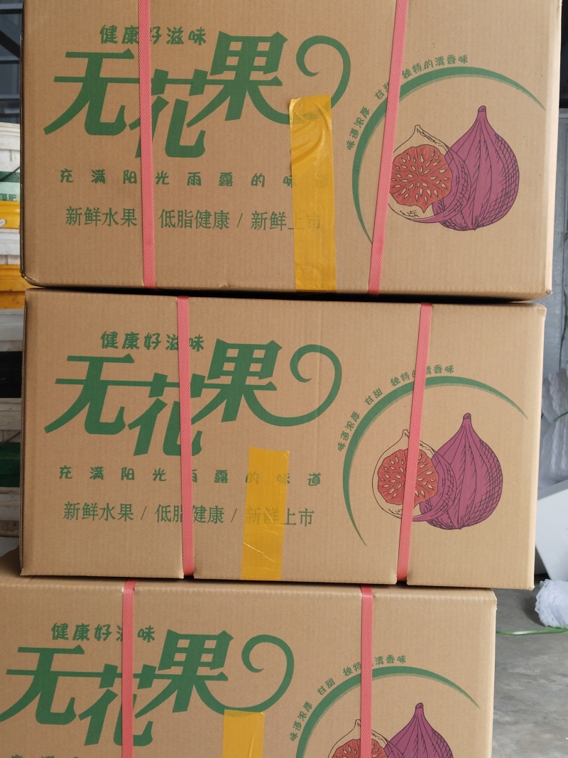 云南东川正季无花果