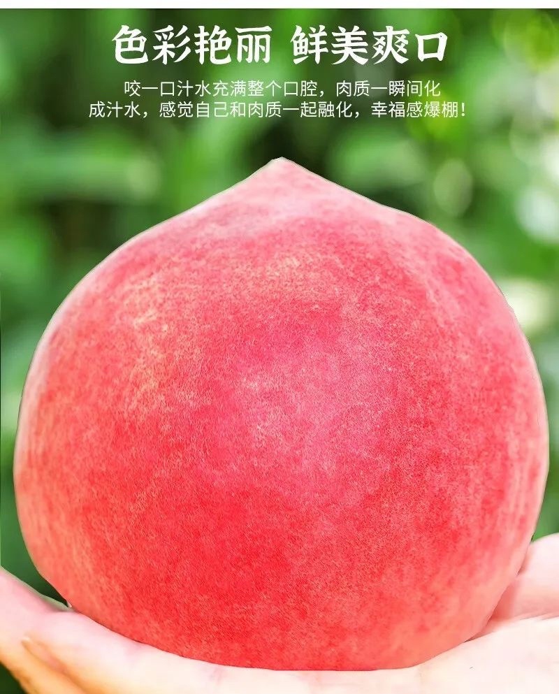 桃红毛桃突围毛桃春雪桃脆甜多汁货源充足