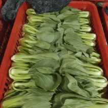 山东精品油菜产地直发一手货源质量保证代发全国