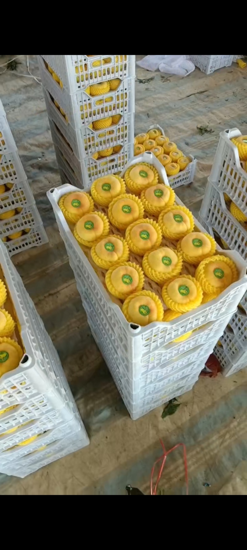 《精品毛蟠桃》欢迎各位老板前来采购