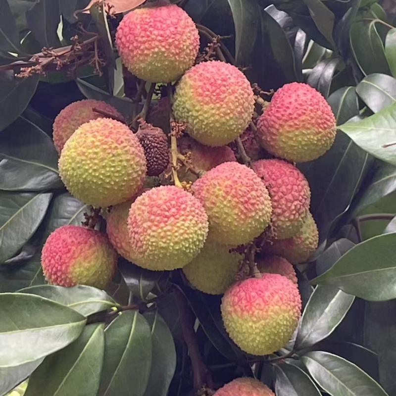 中后期靓货