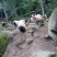 巴马香猪养殖小型猪绿色生态特种养殖各种规格体重专业一体化
