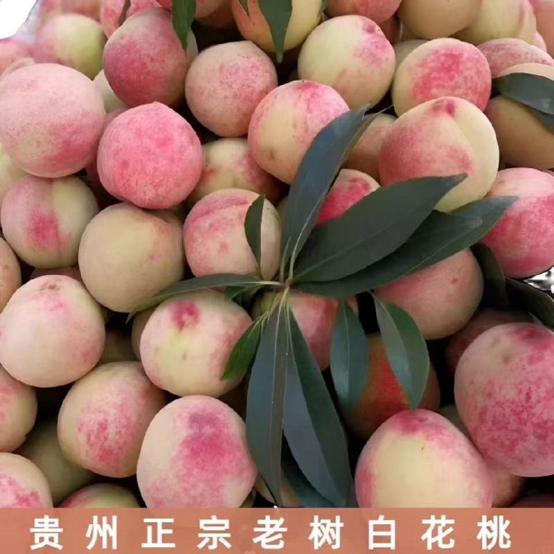 血丝桃贵州高山老树露天红心桃脱核百花桃