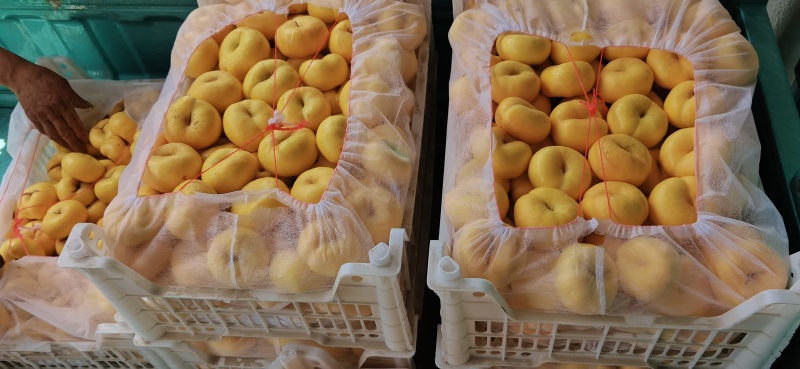 油蟠桃毛蟠桃圆桃