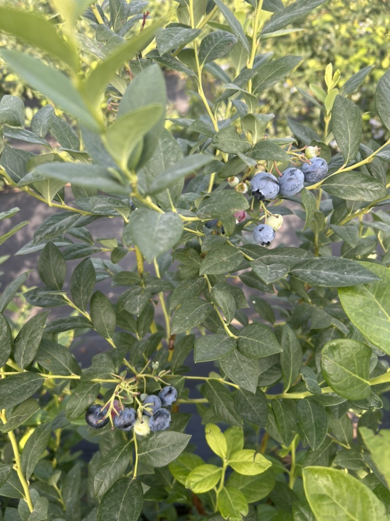 肥城市露天f6