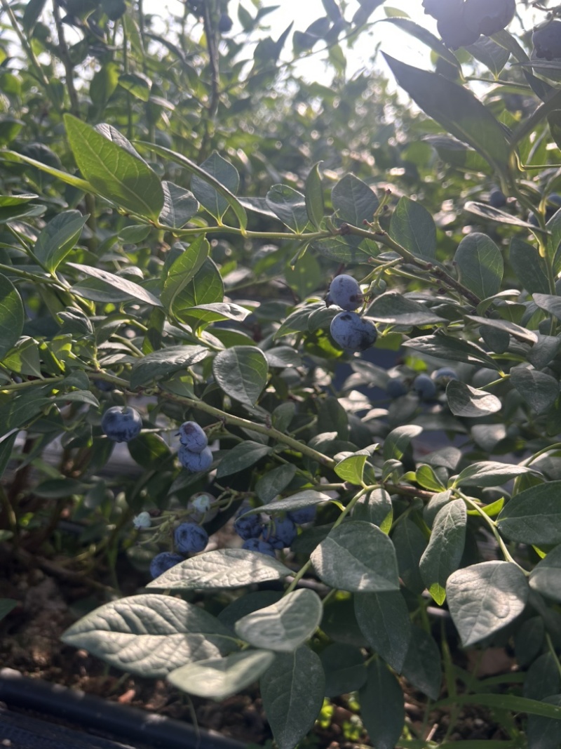 肥城市露天f6